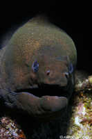 Moray Eel