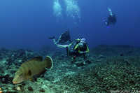 Napoleon Wrasse and faithful followers at Koh Bon