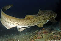 Leopard Shark Rear View - Stegostoma fasciatum