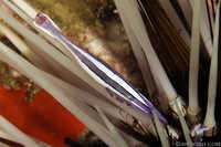 Needle Shrimp - Stegopontonia commensalis