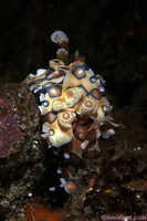 Pair of Harlequin Shrimp in Flagrante Delicto