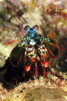 Peacock Mantis Shrimp