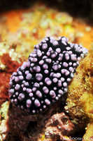 Phyllidia pustulosa Nudibranch