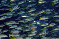 Four Spot Fusiliers at Richelieu Rock