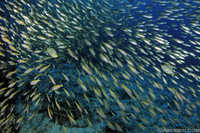 Schooling Gish at Richelieu Rock