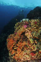 Richelieu Rock