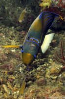  Blue-ringed Angelfish - Pomocanthus annularis