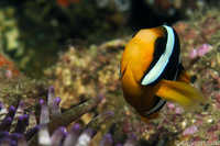 Clark's Anemonefish
