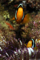Clark's Anemonefish