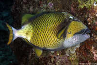 Titan Triggerfish - Balistoides viriescens