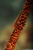 Whip Coral Gobie