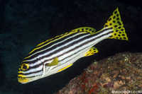 Oriental Sweetlips - Plectorhinchus orientalis