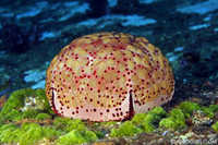 Cushion Star - Culcita novaguineae