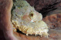Tassled Scorpionfish in Sponge - Scorpaenopsis oxycephala