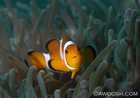 False Clown Anemonefish - Amphiprion Ocellaris