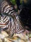 Common Lionfish - Pterois Volitans
