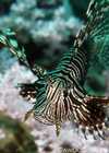 Common Lionfish - Pterois Volitans