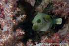 Guinea Puffer & Soft Coral