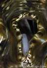 Giant Clam detail - Tridacna Gigas