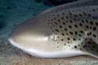 Leopard Shark - Stegostoma Fasciatum