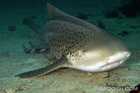 Leopard Shark - Stegostoma Fasciatum