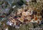 Honeycomb Grouper - Epinephelus Merra