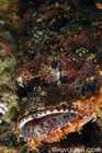 Scorpionfish