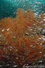Sea Fan & Baitfish