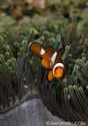 False Clown Anemonefish - Amphiprion Ocellaris
