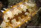 Thorny Oyster