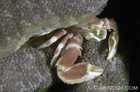 Porcelain Crab