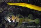 Blackblotched Porcupinefish (Diodon Liturosus Shaw) & Trumpetfish (Aulostomus Chinensis) hunting in tandem 

