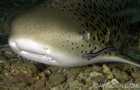 Leopard Shark - Stegostoma Fasciatum