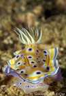 Nudibranch - Chromodoris Kuniei