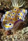 Nudibranch - Chromodoris Kuniei