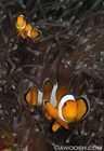 False Anemonefish - Amphiprion Ocellaris