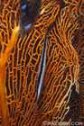 Shrimpfish