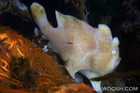 Unidentified Frogfish