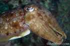 Cuttlefish