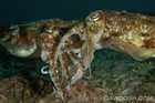Canoodling Cuttlefish
