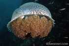 Large Sea Jelly with Juvenile Fish in Mantle