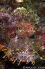 Scorpionfish