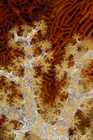 Soft Coral & Sea Fan