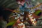 Peacock Mantis Shrimp - Odontodactylus Scyllarus