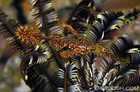 Harlequin Ghost Pipefish - Solenostomus Paradoxus