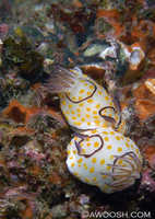 Chromodoris annulata 2 - mating behaviour