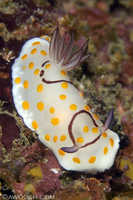 Chromodoris annulata 1
