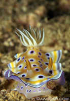 Chromodoris geminus 1