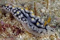 Phyllidia varicosa
