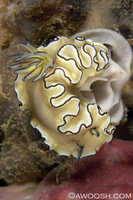 Glossodoris atromarginata - egg laying